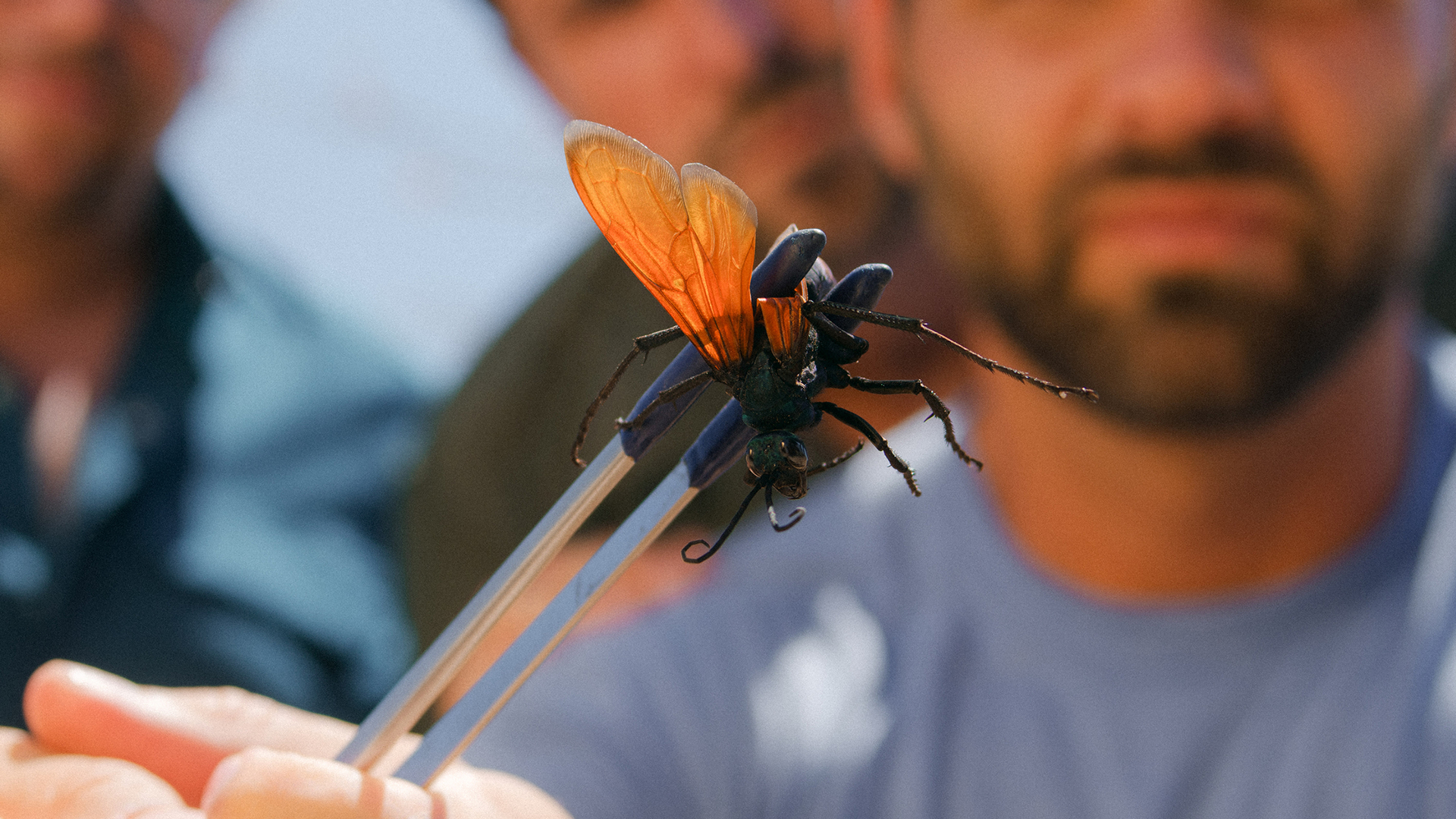 Meet the Biting, Stinging Creatures of ‘Kings of Pain’